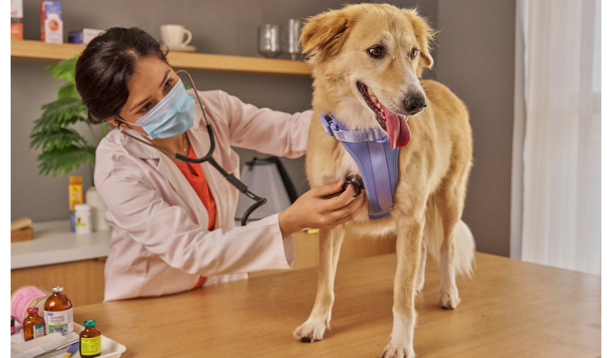 Online pet store featuring dog food, cat toys, pet grooming supplies and accessories